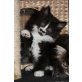 Felix, Maine Coon - Kater