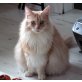Felix, Maine Coon - Kater