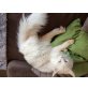 Felix, Maine Coon - Kater