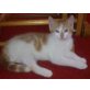 Felix, Max, Princessa, Europäische Kurzhaarkatze - Kater