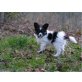 Felix, Papillon Welpen - Rüde