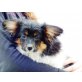 Felix, Papillon Welpen - Rüde