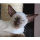 Felix, Siamesen - Kater