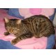 Felix, Tigerkatze - Kater