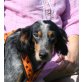 Felix, engl. Setter Mix - Rüde
