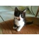 Felix fee Kimi knutscher esmeralda blacky, Hauskatzen - Katze