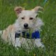Felix netter und ausgeglichener Hund, Netter Wuschel-Mischling Welpen - Rüde