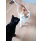 Felix und Black Jack suchen gemeinsam, einen Platz mit sicherem Freigang! - Kater