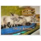 Felix und Otilia, Birmakatzen-Mixe Felix und Otilia - Kater