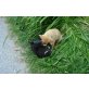 Felix und die Spitzmaus, Labradormischling Welpen - Rüde