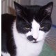 Felix, verwahrloster - Kater