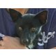 Feliza, kuschelbedürftige Traumhündin - Hündin