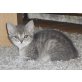Felizitas, Maine Coon und EHK - Katze