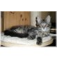 Fellini, Maine Coon - Kater