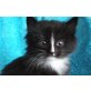 Fellini of Silver Lady, Norwegische Waldkatze - Kater