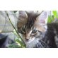 Fellipo und Flavio!, Maine Coon - Kater