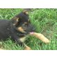 Fello/ Flick, Deutscher Schäferhund Welpen - Rüde