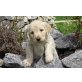 Fellow, Labradoodle Welpen - Rüde