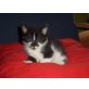Fely & Pinky, Hauskatzen Babies - Katze