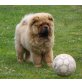 Fenix, Chow-Chow - Rüde