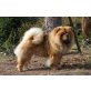 Fenix , roter Chowrüde, Chow-Chow - Rüde