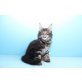 Fenja A Star Coon, Maine Coon - Katze