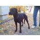Fenja, Deutsche Dogge/Labrador Mix - Hündin