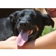 Fenja, Dobermann-Mischling Welpen - Hündin