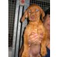 Fenja, Labrador Mischling Welpen - Hündin