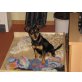 Fenka, Zwergpinscher - Hündin