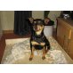 Fenka, Zwergpinscher - Hündin