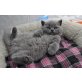 Feodor, Britisch Kurzhaarkatze - Kater