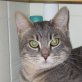 Ferdi, verspielter - Kater