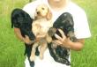 Ferdinand,Franciscus,Filou, Englischer Cockerspaniel Welpen - Rüde