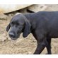 Fergus, Labrador-Mix - Rüde
