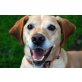 Feriba, Magyar Viszla-Labrador-Mix - Rüde