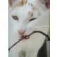 Fermin, liebenswerter weiß-roter Kater - Kater