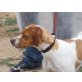 Fernanda, Pointer Mix - Hündin