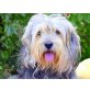 Feros, Yorkshire-Mischling - Rüde