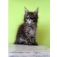 Ferrari, Maine Coon - Kater