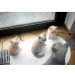 Ferri, Locki, Britisch Kurzhaarkatze - Kater