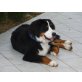 Ferry von den Zusamauen, Berner Sennenhund - Rüde