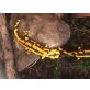 Feuersalamander