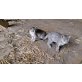Fey und Felix, Verspielte Bauernhofkätzchen zu verschenken - Kater