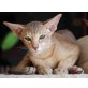 Fibi, Orientalische Kurzhaar - Katze