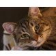 Fibi, Pflegestelle in Plankstadt - Katze