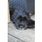 Fibi, Tibet Terrier - Cocker Spaniel Welpen - Hündin