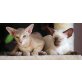 Fibi und Felix, Siamesen - Katze