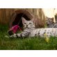 Fiby, Savannah - Katze