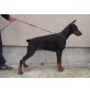 Fico, Dobermann - Rüde